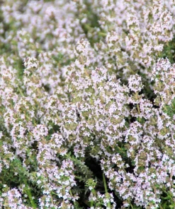 30 Orange Thyme Seeds - Orangelo Thymus Vulgaris Fragrant Culinary Herb - Image 4