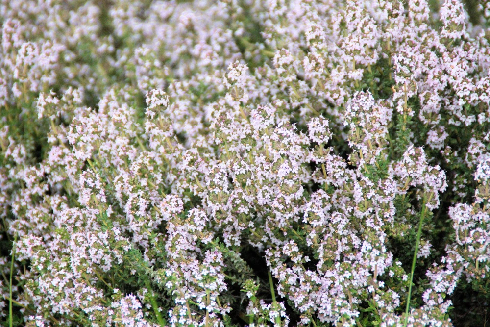 30 Orange Thyme Seeds - Orangelo Thymus Vulgaris Fragrant Culinary Herb - Image 4