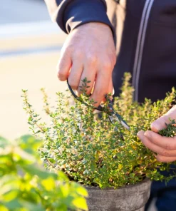 30 Orange Thyme Seeds - Orangelo Thymus Vulgaris Fragrant Culinary Herb - Image 5