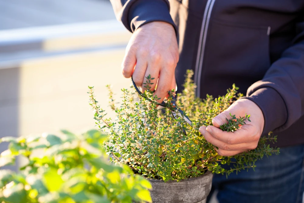 30 Orange Thyme Seeds - Orangelo Thymus Vulgaris Fragrant Culinary Herb - Image 5