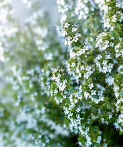 30 Orange Thyme Seeds - Orangelo Thymus Vulgaris Fragrant Culinary Herb - Image 7