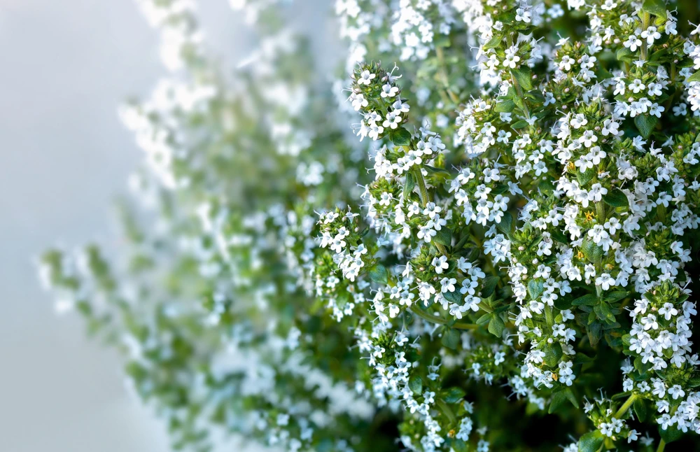 30 Orange Thyme Seeds - Orangelo Thymus Vulgaris Fragrant Culinary Herb - Image 7