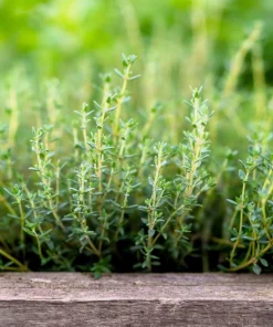 30 Orange Thyme Seeds - Orangelo Thymus Vulgaris Fragrant Culinary Herb - Image 8