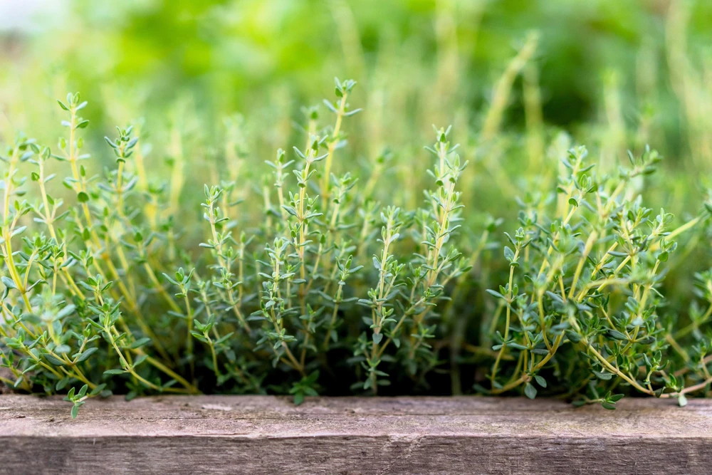 30 Orange Thyme Seeds - Orangelo Thymus Vulgaris Fragrant Culinary Herb - Image 8