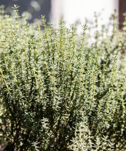 30 Orange Thyme Seeds - Orangelo Thymus Vulgaris Fragrant Culinary Herb - Image 9