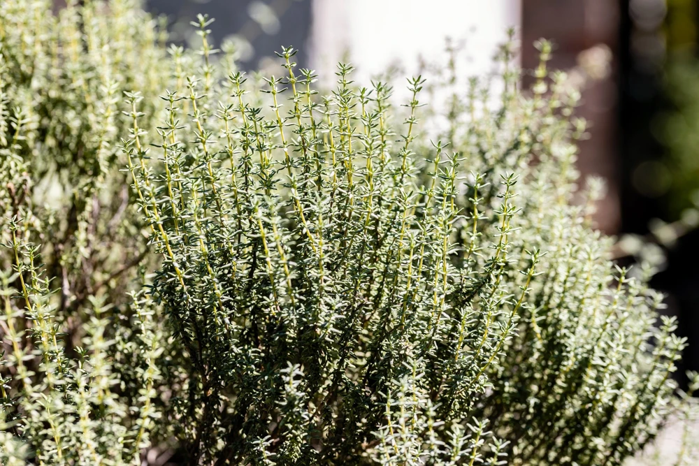 30 Orange Thyme Seeds - Orangelo Thymus Vulgaris Fragrant Culinary Herb - Image 9