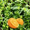 30 Orange Thyme Seeds - Orangelo Thymus Vulgaris Fragrant Culinary Herb - Image 1