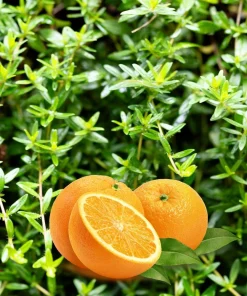 30 Orange Thyme Seeds - Orangelo Thymus Vulgaris Fragrant Culinary Herb - Image 1
