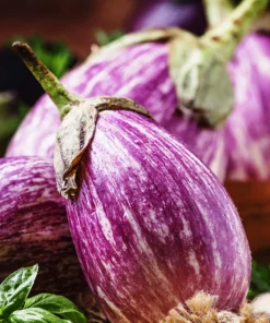 30 Pandora Striped Rose Eggplant Seeds - White Fruit Vegetable Seeds - Image 10