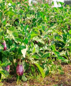 30 Pandora Striped Rose Eggplant Seeds - White Fruit Vegetable Seeds - Image 3