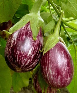30 Pandora Striped Rose Eggplant Seeds - White Fruit Vegetable Seeds - Image 5
