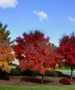 30+ Sugar Maple Tree Seeds (Acer saccharum) - Vibrant Fall Color & Syrup Source - Image 4