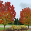 30+ Sugar Maple Tree Seeds (Acer saccharum) - Vibrant Fall Color & Syrup Source - Image 1