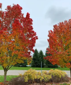 30+ Sugar Maple Tree Seeds (Acer saccharum) - Vibrant Fall Color & Syrup Source - Image 1