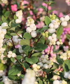 30 Western Snowberry Shrub Seeds - White Pink Flowers, Symphoricarpos Occidentalis - Image 2