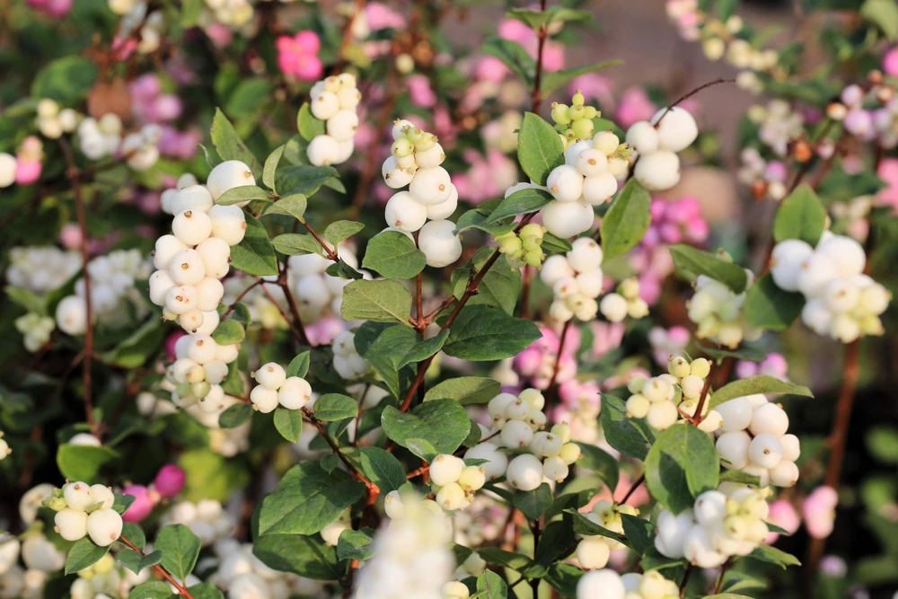 30 Western Snowberry Shrub Seeds - White Pink Flowers, Symphoricarpos Occidentalis - Image 2