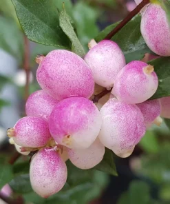 30 Western Snowberry Shrub Seeds - White Pink Flowers, Symphoricarpos Occidentalis - Image 3