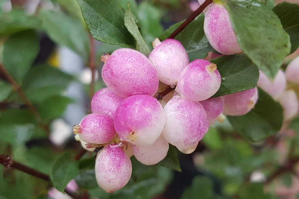 30 Western Snowberry Shrub Seeds - White Pink Flowers, Symphoricarpos Occidentalis - Image 3