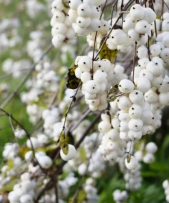 30 Western Snowberry Shrub Seeds - White Pink Flowers, Symphoricarpos Occidentalis - Image 5