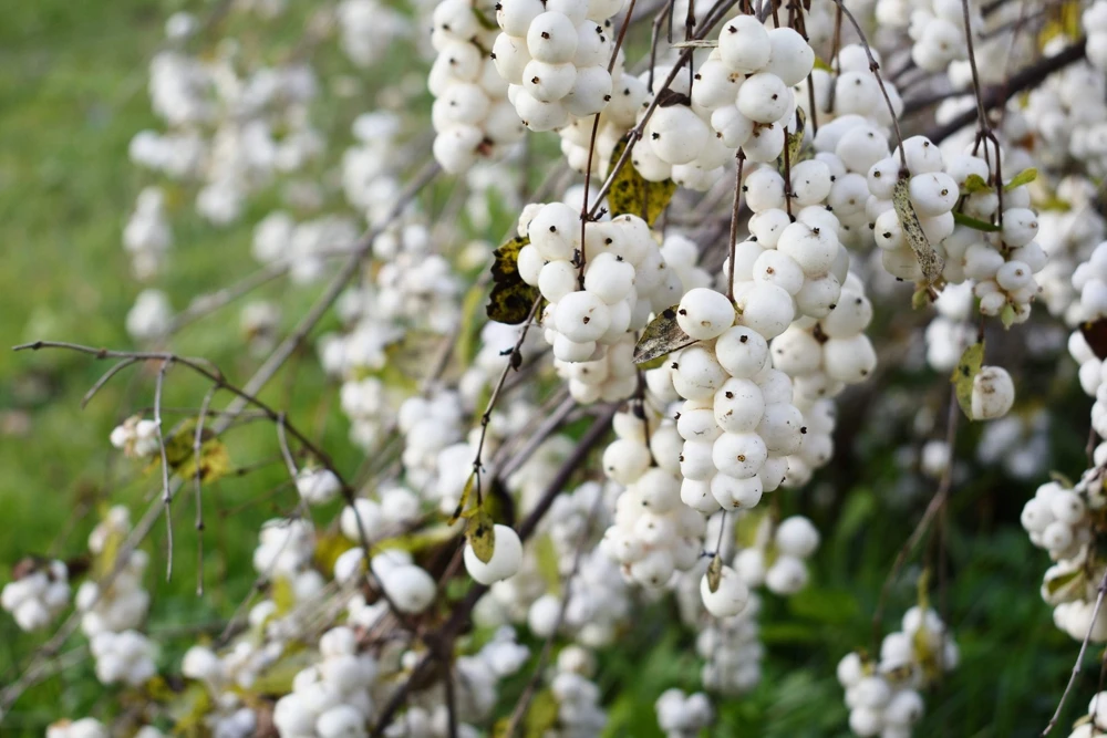 30 Western Snowberry Shrub Seeds - White Pink Flowers, Symphoricarpos Occidentalis - Image 5