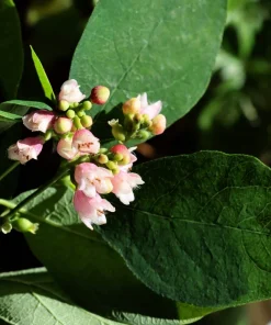 30 Western Snowberry Shrub Seeds - White Pink Flowers, Symphoricarpos Occidentalis - Image 6
