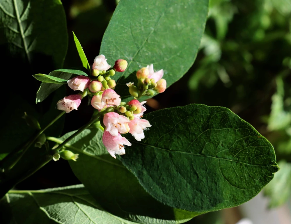 30 Western Snowberry Shrub Seeds - White Pink Flowers, Symphoricarpos Occidentalis - Image 6