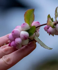 30 Western Snowberry Shrub Seeds - White Pink Flowers, Symphoricarpos Occidentalis - Image 7