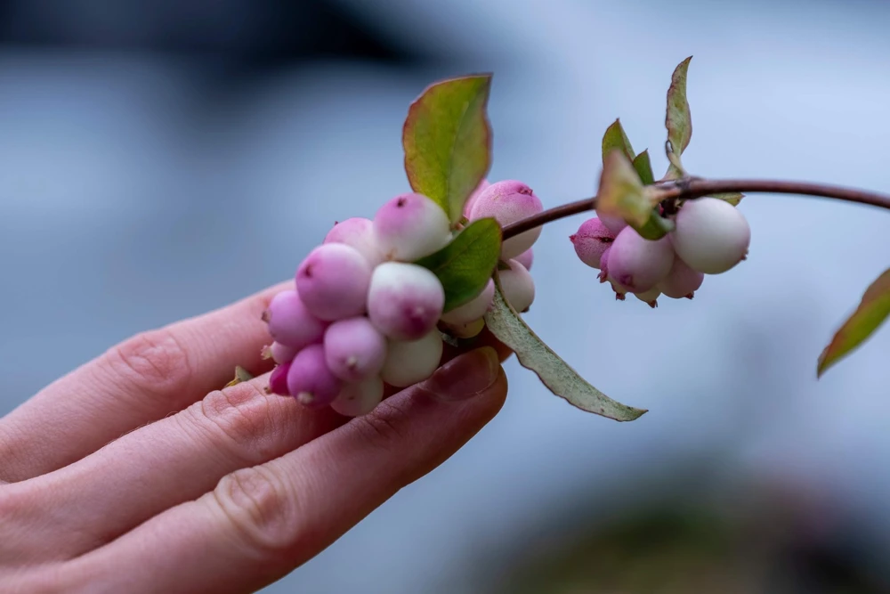 30 Western Snowberry Shrub Seeds - White Pink Flowers, Symphoricarpos Occidentalis - Image 7