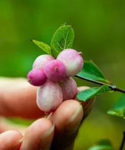 30 Western Snowberry Shrub Seeds - White Pink Flowers, Symphoricarpos Occidentalis - Image 8