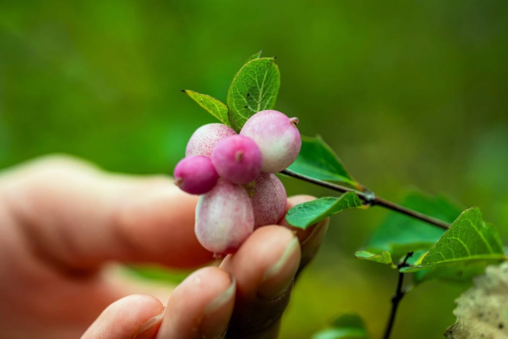 30 Western Snowberry Shrub Seeds - White Pink Flowers, Symphoricarpos Occidentalis - Image 8