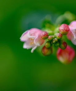 30 Western Snowberry Shrub Seeds - White Pink Flowers, Symphoricarpos Occidentalis - Image 9