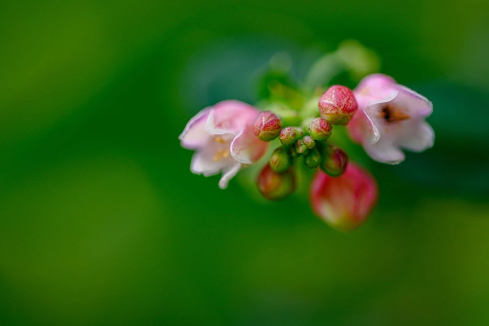 30 Western Snowberry Shrub Seeds - White Pink Flowers, Symphoricarpos Occidentalis - Image 9