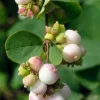 30 Western Snowberry Shrub Seeds - White Pink Flowers, Symphoricarpos Occidentalis - Image 1