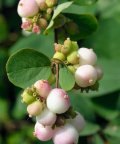 30 Western Snowberry Shrub Seeds - White Pink Flowers, Symphoricarpos Occidentalis - Image 1