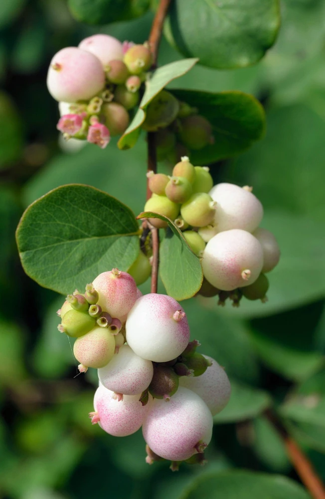 30 Western Snowberry Shrub Seeds - White Pink Flowers, Symphoricarpos Occidentalis - Image 1