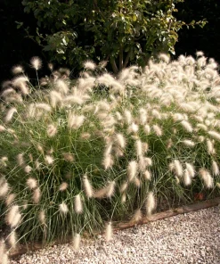 30 White Fountain Grass Seeds - Pennisetum Villosum Ornamental Flower - Image 2