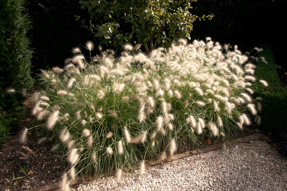 30 White Fountain Grass Seeds - Pennisetum Villosum Ornamental Flower - Image 2