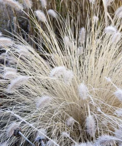 30 White Fountain Grass Seeds - Pennisetum Villosum Ornamental Flower - Image 3