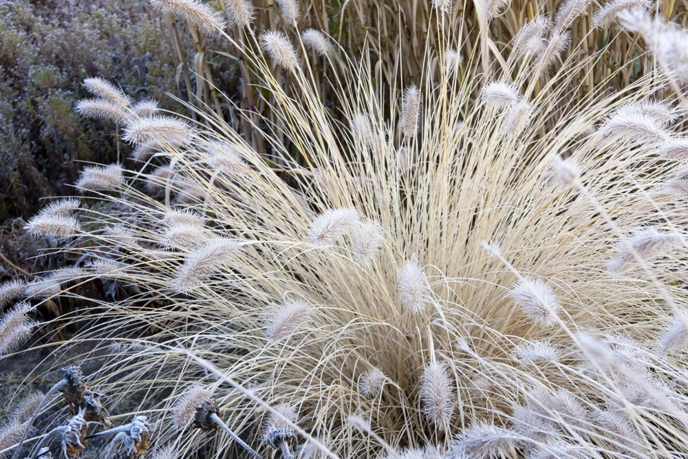 30 White Fountain Grass Seeds - Pennisetum Villosum Ornamental Flower - Image 3