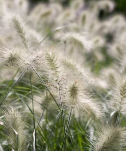 30 White Fountain Grass Seeds - Pennisetum Villosum Ornamental Flower - Image 4