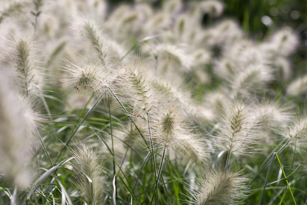 30 White Fountain Grass Seeds - Pennisetum Villosum Ornamental Flower - Image 4