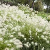 30 White Fountain Grass Seeds - Pennisetum Villosum Ornamental Flower - Image 1