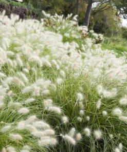 30 White Fountain Grass Seeds - Pennisetum Villosum Ornamental Flower - Image 1