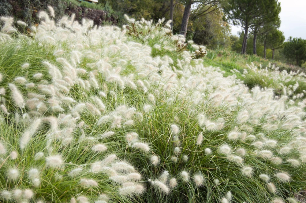 30 White Fountain Grass Seeds - Pennisetum Villosum Ornamental Flower - Image 1