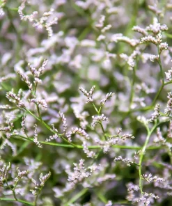 30 White German Statice Seeds - Tatarian Sea Lavender Flower, Goniolimon Tataricum - Image 10