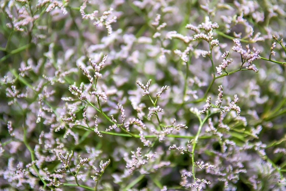 30 White German Statice Seeds - Tatarian Sea Lavender Flower, Goniolimon Tataricum - Image 10