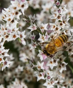 30 White German Statice Seeds - Tatarian Sea Lavender Flower, Goniolimon Tataricum - Image 2