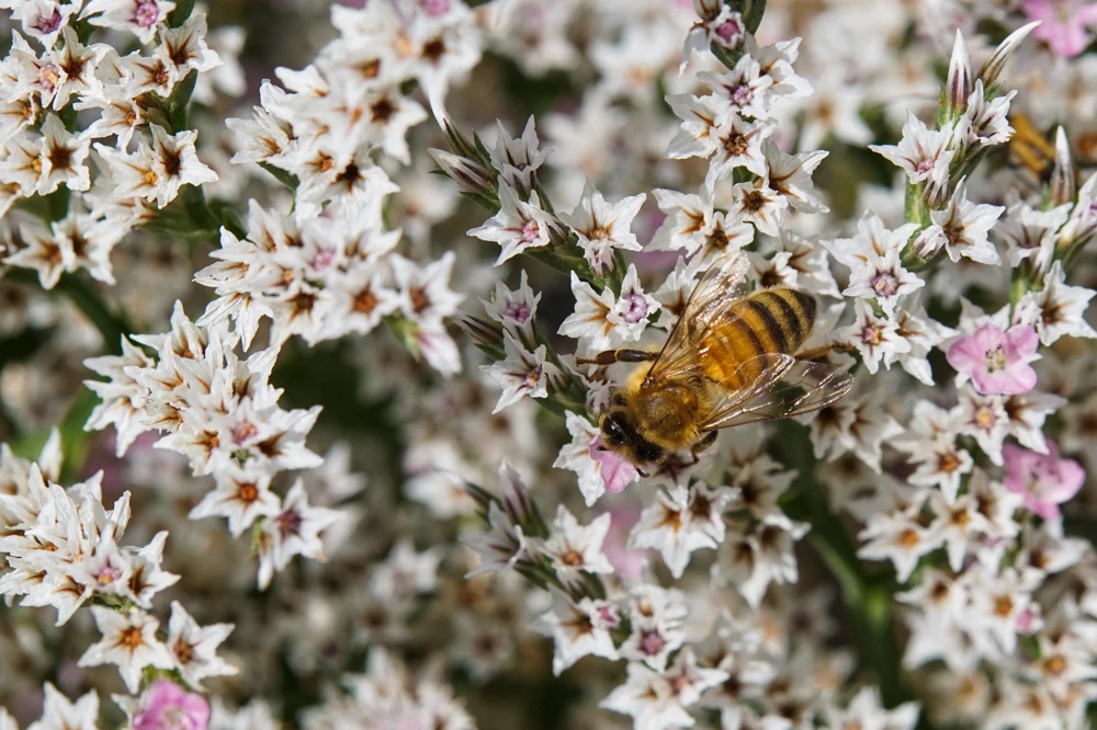 30 White German Statice Seeds - Tatarian Sea Lavender Flower, Goniolimon Tataricum - Image 2