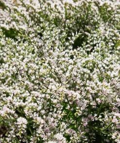 30 White German Statice Seeds - Tatarian Sea Lavender Flower, Goniolimon Tataricum - Image 3