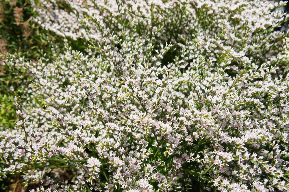 30 White German Statice Seeds - Tatarian Sea Lavender Flower, Goniolimon Tataricum - Image 3
